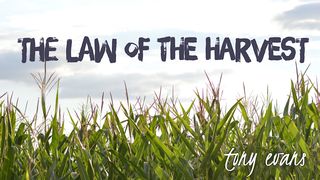 The Law Of The Harvest 2 Corinthians 9:13 New International Version