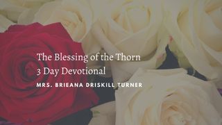 3 Lessons of the Blessing of the Thorn 2 Corinthians 12:8-9 New American Standard Bible - NASB 1995