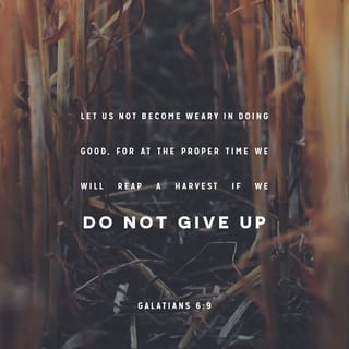 Galatians 6:9 - And let us not grow weary while doing good, for in due season we shall reap if we do not lose heart.
