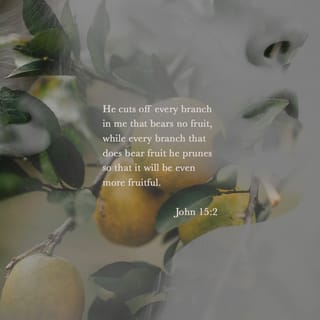 John 15:2 - He cares for the branches connected to me by lifting and propping up the fruitless branches and pruning every fruitful branch to yield a greater harvest.