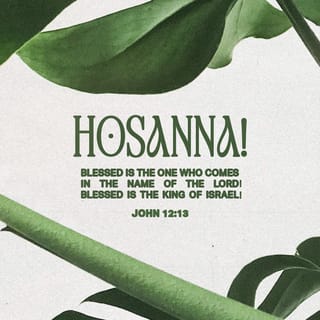 John 12:13 - They took palm branches and went out to meet him, shouting,
‘Hosanna!’
‘Blessed is he who comes in the name of the Lord!’
‘Blessed is the king of Israel!’