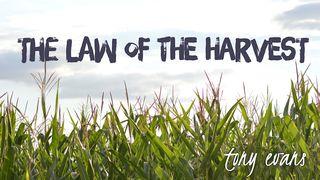 The Law Of The Harvest Philippians 4:17 New International Version