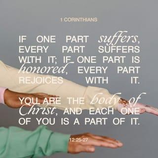 1 Corinthians 12:24-27 - while our presentable parts need no special treatment. But God has put the body together, giving greater honor to the parts that lacked it, so that there should be no division in the body, but that its parts should have equal concern for each other. If one part suffers, every part suffers with it; if one part is honored, every part rejoices with it.
Now you are the body of Christ, and each one of you is a part of it.