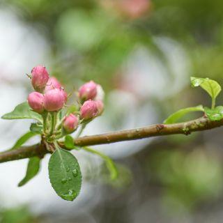 Flowers From Old Wood