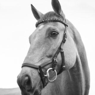 Unbridled Freedom