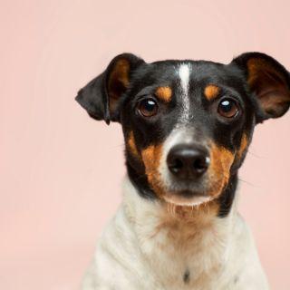 Old Dog, New Tricks