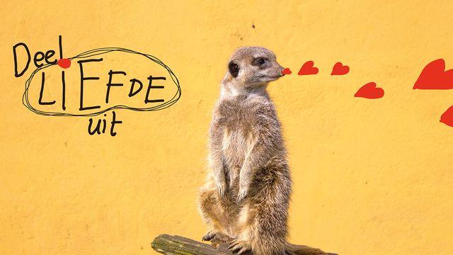 Liefhebben in plaats van roddelen