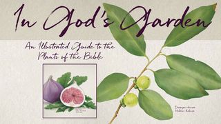 In God’s Garden  Genesis 1:12 Good News Bible (British Version) 2017
