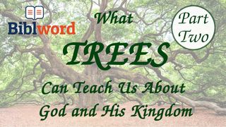 What Trees Can Teach Us About God and His Kingdom — Part Two Matthew 24:35 New International Version (Anglicised)
