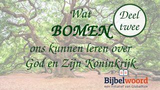 Wat bomen ons kunnen leren over God en zijn Koninkrijk — deel 2 Lukas 19:1-10 BasisBijbel