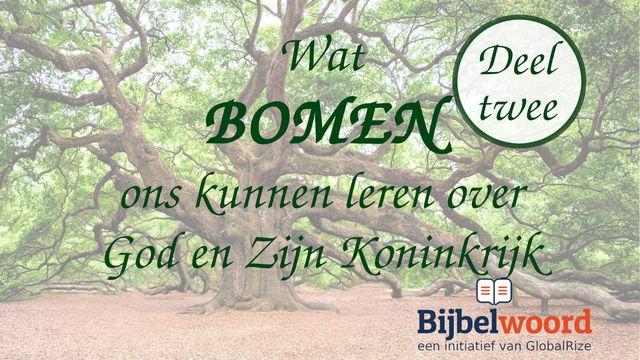 Wat bomen ons kunnen leren over God en zijn Koninkrijk — deel 2