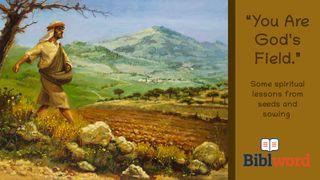 You Are God's Field 1 John 3:10-18 English Standard Version 2016