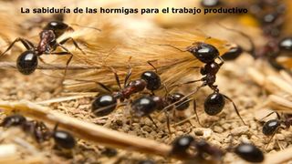 La sabiduría de las hormigas para el trabajo productivo  Proverbios 6:6 Biblia Dios Habla Hoy