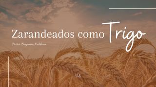 Zarandeados Como Trigo Juan 21:15-17 Nueva Versión Internacional - Español