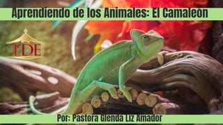 Aprendiendo De Los Animales: El Camaleón S. Mateo 7:3-4 Biblia Reina Valera 1960