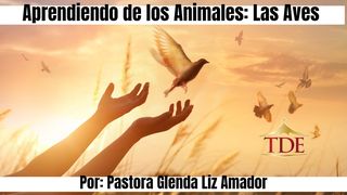 Aprendiendo De Los Animales: Las Aves Lucas 19:40 Nueva Traducción Viviente