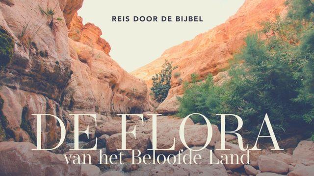 De flora van het beloofde land