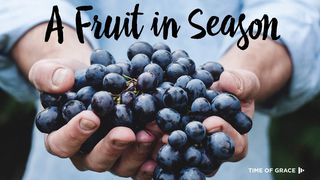 A Fruit In Season 2 Peter 3:15 Amplified Bible