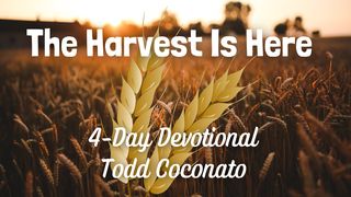 The Harvest Is Here Matthew 9:37-38 The Passion Translation