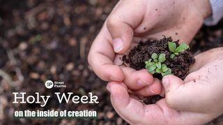 Holy Week - on the Inside of Creation John 19:24-27 The Message