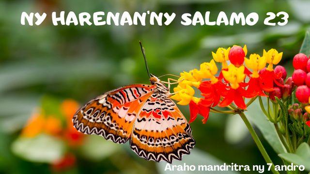 NY HARENAN’NY SALAMO 23
