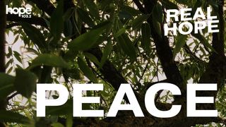 Real Hope: Peace 2 Peter 1:2-4 Amplified Bible