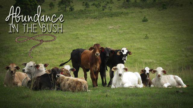 Abundance In The Bush - Country Devotions