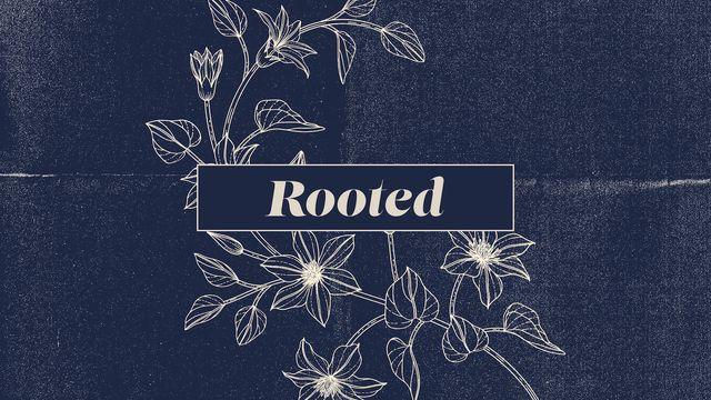Rooted