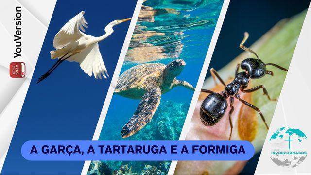 As Garças, as Tartarugas E as Formigas