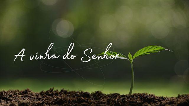 A Vinha Do Senhor
