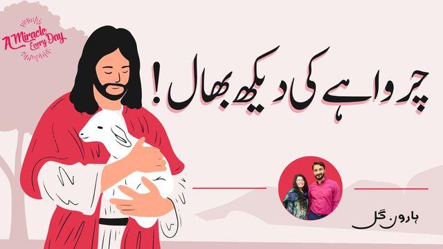 چرواہے کی دیکھ بھال
