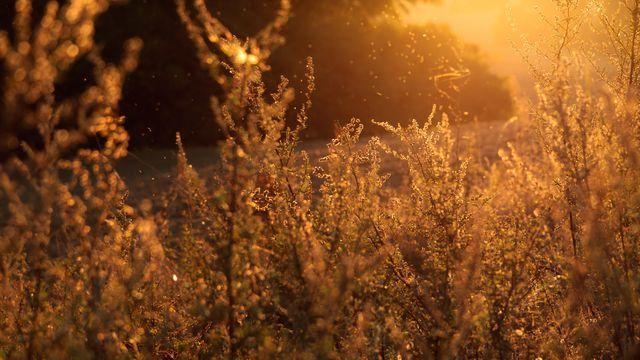 Deeper Into Scripture: Philippians