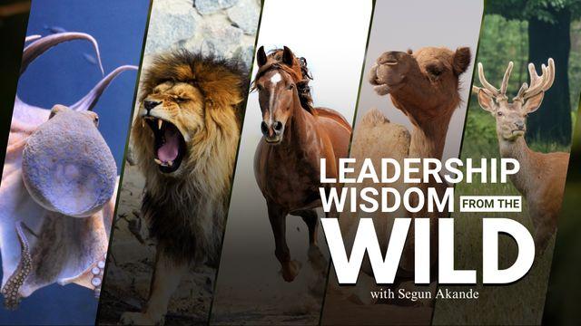 LEADERSHIP WISDOM FROM the WILD