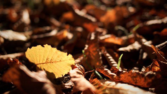 Deeper Into Scripture: 1 Peter