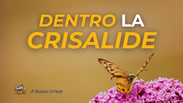 Dentro la Crisalide