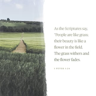 1 Peter 1:24 - for:
“All flesh is like grass,
and all its glory like the flower of the field;
the grass withers,
and the flower wilts