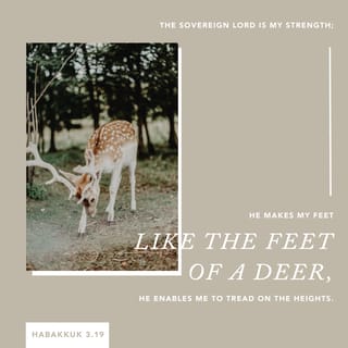 Habakkuk 3:19 - The Sovereign LORD is my strength!
He makes me as surefooted as a deer,
able to tread upon the heights.
(For the choir director: This prayer is to be accompanied by stringed instruments.)