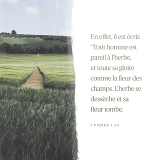 1 Pierre 1:24 - En effet, il est écrit :
Tout homme est pareil à l’herbe,
et toute sa gloire comme la fleur des champs.
L’herbe se dessèche et sa fleur tombe
