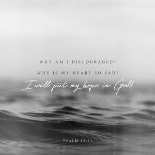 Psalms 42:11 - Why are you in despair, my soul?
Why are you disturbed within me?
Hope in God! For I shall still praise him,
the saving help of my countenance, and my God.
