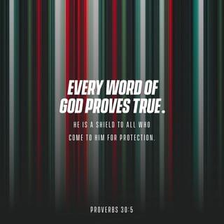 Proverbs 30:5 - Every word of God is tried:
He is a shield unto them that take refuge in him.