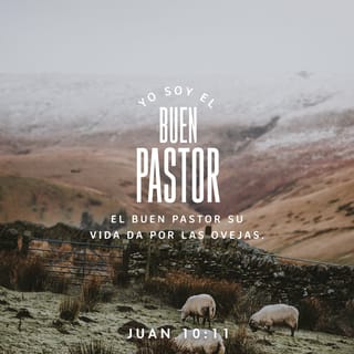 San Juan 10:11 - Yo soy el buen pastor; el buen pastor da su vida por las ovejas.