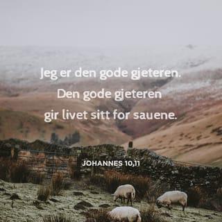 Johannes 10:11 - Jeg er den gode gjeteren. Den gode gjeteren gir livet sitt for sauene.