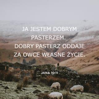 Jana 10:11 - Ja jestem dobrym pasterzem. Dobry pasterz oddaje za owce własne życie.