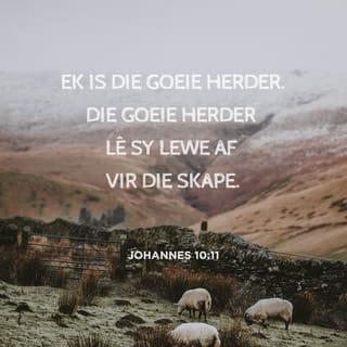 Johannes Johannes 10:11 - Ek is die goeie herder: die goeie herder gee sy lewe vir die skape.