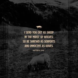 Matthew 10:16 - “Stay alert. This is hazardous work I’m assigning you. You’re going to be like sheep running through a wolf pack, so don’t call attention to yourselves. Be as shrewd as a snake, inoffensive as a dove.