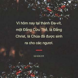 Lu-ca 2:11 VIE1925