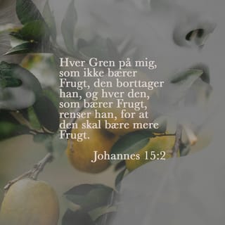 Johannesevangeliet 15:2 - Hver Gren paa mig, som ikke bærer Frugt, den borttager han, og hver den, som bærer Frugt, renser han, for at den skal bære mere Frugt.
