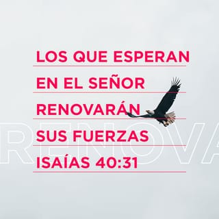 Isaías 40:31 - pero los que esperan al SEÑOR tendrán nuevas fuerzas; levantarán las alas, como las águilas; correrán, y no se cansarán; caminarán, y no se fatigarán.