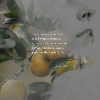 Juan 15:2 - Él corta de mí toda rama que no produce fruto y poda las ramas que sí dan fruto, para que den aún más.