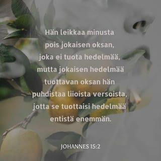 Johannes 15:2 - Jokaisen oksan minussa, joka ei kanna hedelmää, hän karsii pois; ja jokaisen, joka kantaa hedelmää, hän puhdistaa, että se kantaisi runsaamman hedelmän.